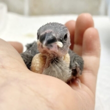 まん丸フェイス✨桜文鳥