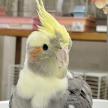 最新画像あり🌟手乗りさん🌟 ちょっぴりビビりのオカメさん～💫 オカメインコ(パイド)