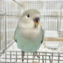最新画像あり⭐️輝くブルー💎✨コザクラインコ（ブルー）
