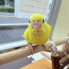最新画像有ります⭐️ヒナ餌卒業🎓ピロロロ〜🎶真っ黄色なヒヨコちゃんではありません‼️セキセイインコのルチノー⭐️