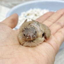 優しい色合い🤎キンカチョウ（フォーン）