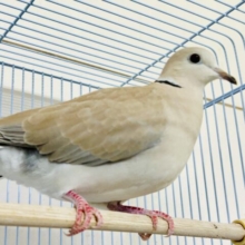 おしゃれにチョークつけてみたり？？　ジュズカケバト