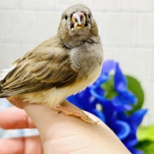 めざせ手乗りマスター！？　キンカチョウ
