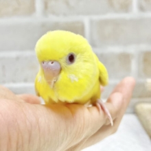 最新画像あり⭐️ビタミンイエロー💛セキセイインコ（ルチノー）