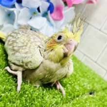ワンパク！モチモチ成長期～♬　オカメインコ