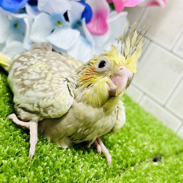 ワンパク!モチモチ成長期~♬ オカメインコ ワンパク!モチモチ成長期~♬ オカメインコ