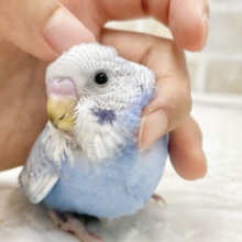 最新画像あり⭐️爽やかブルー🩵セキセイインコ（ブルースパングル）