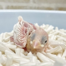 白天使🤍✨白文鳥