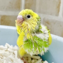 明るく元気な緑ちゃん💚セキセイインコ（グリーンパイド）