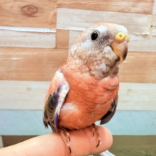 最新画像・動画あります🌹濃いピンクが綺麗で美しい〜🤩アキクサインコのローズ🌹