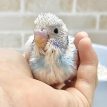 ちょっとレアなパイドさん🩵🤍セキセイインコ（ブルーパイド）