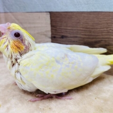 まん丸赤目がチャームポイントのオカメインコ❤️ルチノーカラー！！