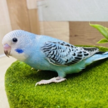 最新画像有ります⭐️爽やかブルー💙定番人気カラーのセキセイインコのオパーリン⭐️