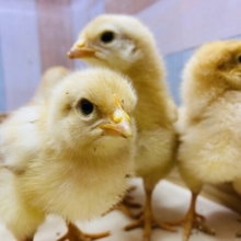 あと2羽‼️コケコッコーの姿までもう少し🥰ピヨピヨちゃんなボリスブラウン🐣