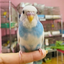 最新画像有ります❗️晴天の青空🌟穏やかな雰囲気のキュートな子🩵セキセイインコのパイド！！