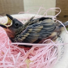 お腹ポンポンになるまで食べちゃうよ〜‼️桜文鳥ちゃん🌸
