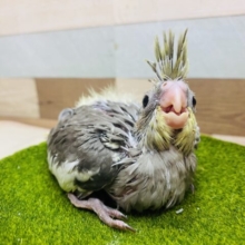 落ち着いたノーマルカラーも素敵でしょ💓ちょこんとした王冠のオカメインコ‼️