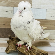 ご自慢のうねうねヘアー♡初入舎⁈フリルバック鳩🎶