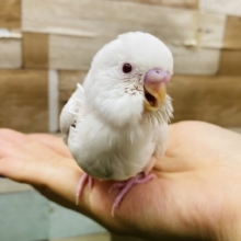 最新画像有ります⭐️透き通ったような赤目が綺麗な子❤️✨セキセイインコのアルビノ❣️