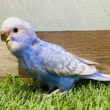 最新画像有ります‼️元気いっぱいわんぱくベビちゃん⭐️セキセイインコのスパングル❣️