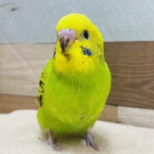 最新画像有ります💚爽やかなグリーンの人気カラー🌱🌟セキセイインコのオパーリン❣️