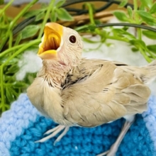 一足お先に小麦色♡シナモン文鳥の雛入舎しました〜✨