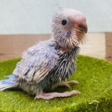 ツンツンなヒナちゃん💕どんな姿に成長してくれるのかなぁ〜❓セキセイインコのスパングル⭐️