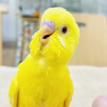 【最新画像】しっかり立って元気に遊ぶよ💛セキセイインコ（ルチノー）ヒナ
