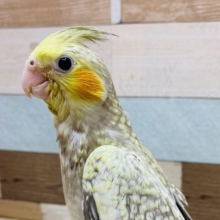 最新画像有ります❗️パール模様のドレス素敵でしょ〜✨ニッコリスマイル😊オカメインコのシナモンパール❗️