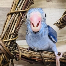 濃い〜のよ🎶コバルトカラーのマメルリハ君💙