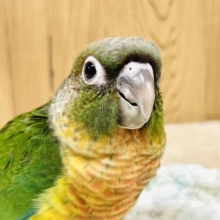 カラフルでラブリー🌈✨ワキコガネウロコインコ（ヒナ）