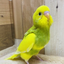 最新画像有ります‼️パンパカパーーンっと元気いっぱい🌟セキセイインコのパイド‼️