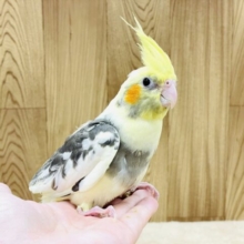 グレーの腹巻きがオシャレ🩶オカメインコ（パイド）