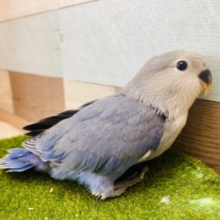 最新画像有ります✨高級感漂うお上品さが素敵ですっ🤩コザクラインコのバイオレット❣️