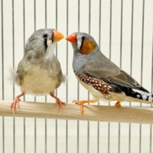 仲良しキンカチョウさん🧡（ペア）