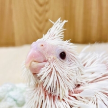 まっしろ🤍天使ちゃん オカメインコ（ピュアホワイト）ヒナ