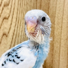 まんまるおめめ✨セキセイインコちゃん（パイド）ヒナ