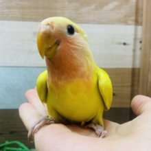 最新画像有ります🌟派手派手カラーで明るく照らしちゃうよ‼️優しいお顔のコザクラインコ（ゴールデンチェリー）❤️