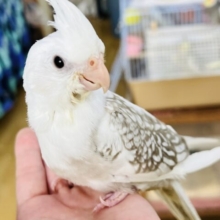 5/29更新☆キラキラ〜✨優しい水玉模様♡オカメインコ（WFシナモンパールパイド）