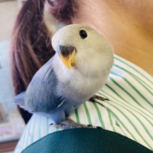 かわいいが溢れてる❤︎*ˊᵕˋ スタッフイチオシ❢❢ 手乗りコザクラインコさん💟