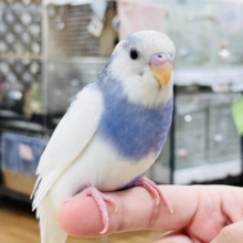 【最新画像】モフっと可愛いセキセイインコちゃん（パイド）