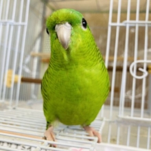 花萌葱🍃🫧美しくかわいい手乗りサザナミインコさん💟