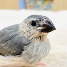 【最新画像】まんまるおめめ✨がチャームポイント！桜文鳥（ヒナ）