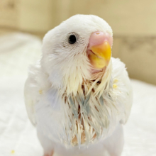 たくさん食べるよっ♬*°セキセイインコ(ダブルファクター) ヒナ