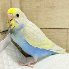 アピール力なら負けないぞ〜！！セキセイインコ(パステルレインボースパングル)