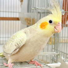 みんな違ってみんな良い🧚パール模様🫧オカメインコ(シナモンパール)