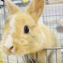 最新画像有ります🐰⸝꙳.‎˖もふもふ♪ふわふわ♪なキューティーボーイ💕ネザーランドドワーフのトーティ❣️