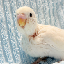 季節外れの雪だるまちゃん…？⛄️セキセイインコ(ダブルファクター) ヒナ