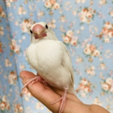 ぷにぷにだよ❤︎*ˊᵕˋ 一人餌＆カゴデビュー🌟華麗な白文鳥さん🤍🕊️✨