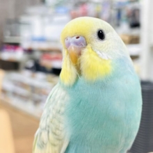 【最新画像】いっぱい食べて大きくなるよ🩵💛セキセイインコ（パステルレインボースパングル）ヒナ